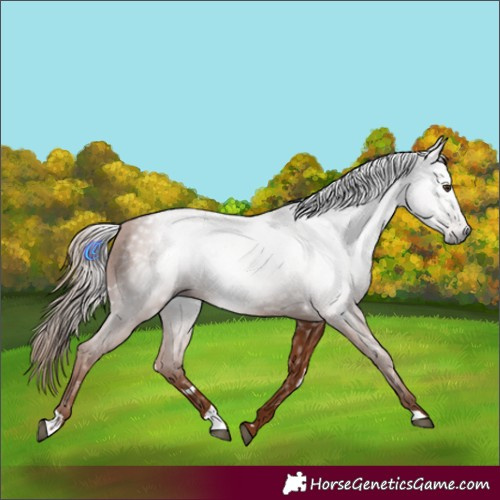 Horse Color:Gray White Spotted Chestnut 