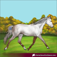 Horse Color:Gray White Spotted Chestnut 