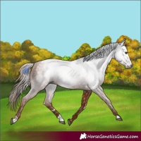 Horse Color:Gray White Spotted Chestnut