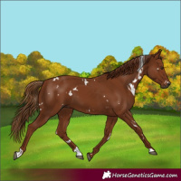 Horse Color:Gray White Spotted Chestnut