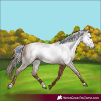 Horse Color:Gray White Spotted Chestnut 