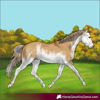 Horse Color:Gray White Spotted Palomino Dun Splash 