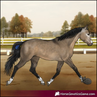 Horse Color:Gray Brown Dun 