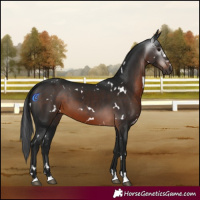 Horse Color:Gray White Spotted Brown 