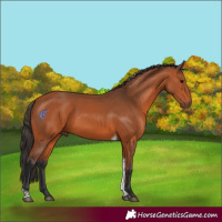 Horse Color:Bay Tobiano 