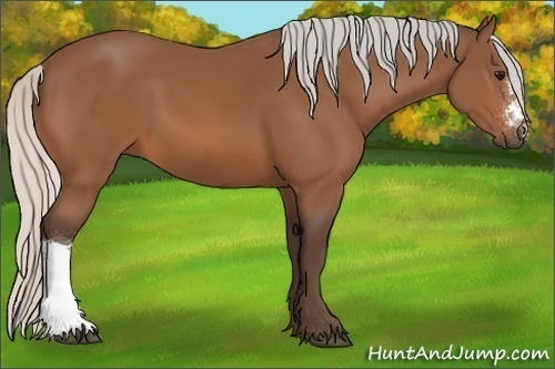 Horse Color:Silver Bay 