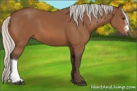 Horse Color:Silver Bay 