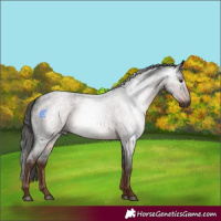 Horse Color:Gray Liver Red Roan 