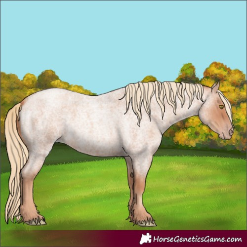 Horse Color:Gold Champagne Roan 