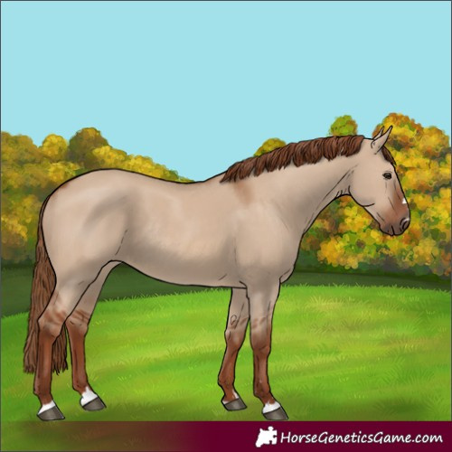 Horse Color:Red Dun Rabicano 
