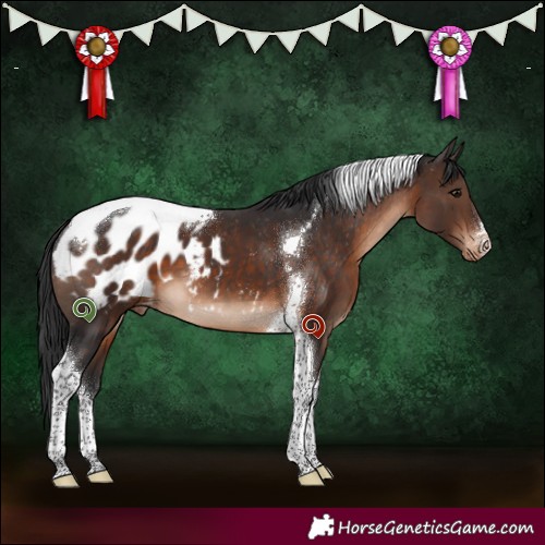 Horse Color:White Spotted Brown Tobiano Appaloosa 
