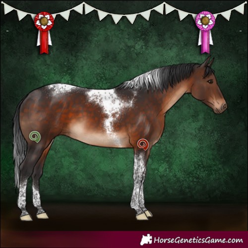 Horse Color:Brown Tobiano 