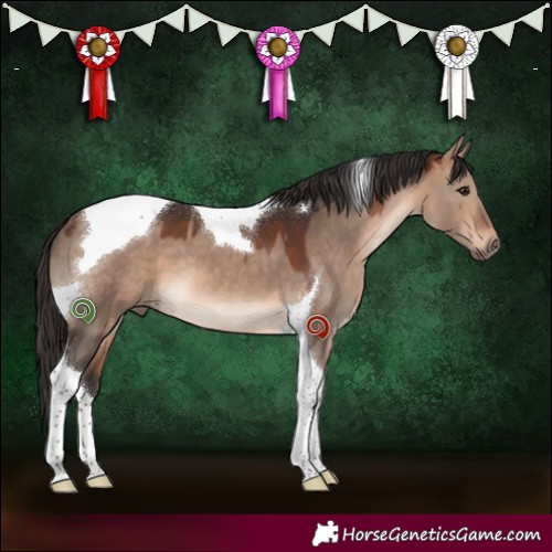 Horse Color:Bay Dun Tobiano 