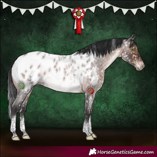 Horse Color:Brown Roan Mushroom Tobiano Appaloosa 