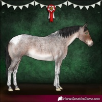 Horse Color:Brown Roan Mushroom Tobiano 