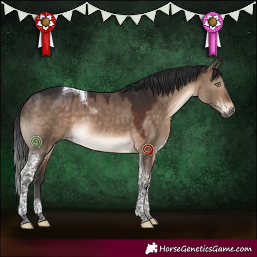 Horse Color:Brown Dun Tobiano 