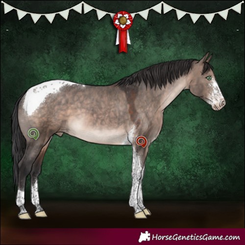 Horse Color:Brown Dun Mushroom Sabino Tobiano Appaloosa 