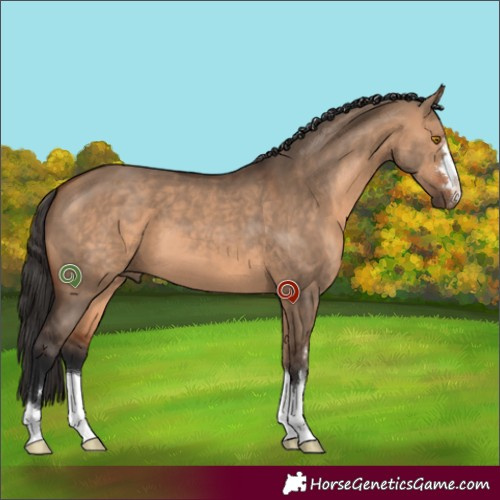 Horse Color:Bay Dun 