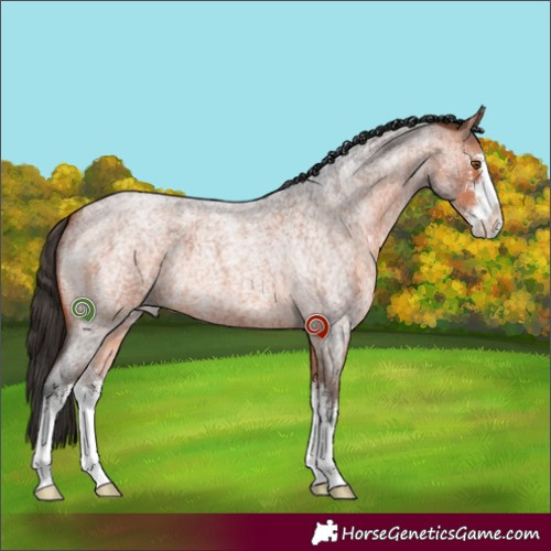 Horse Color:White Spotted Bay Roan 