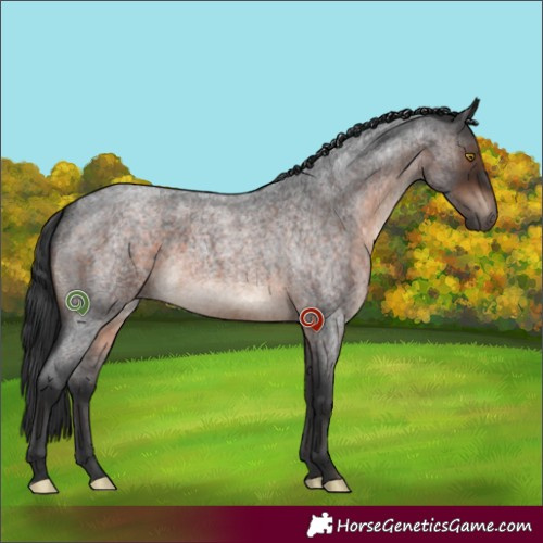 Horse Color:Brown Roan 