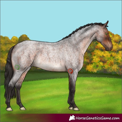 Horse Color:White Spotted Bay Roan 