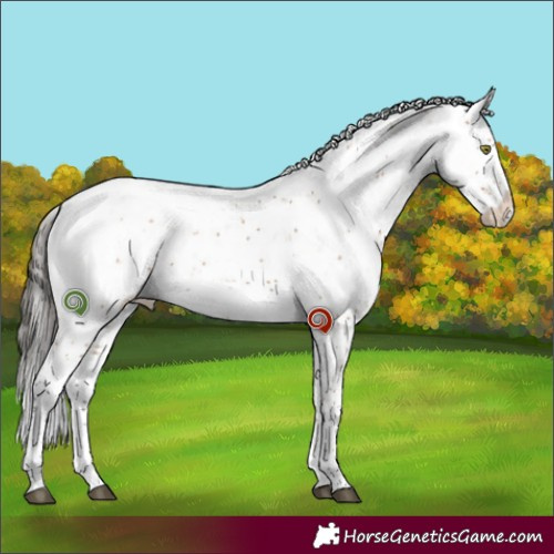Horse Color:Bay Sabino 