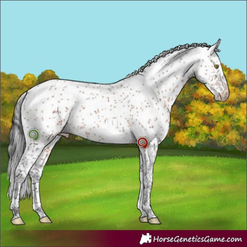 Horse Color:Brown Sabino 