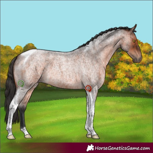 Horse Color:Bay Roan Tobiano 