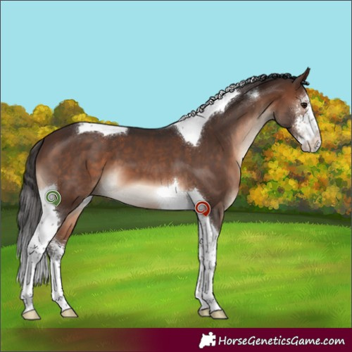Horse Color:Brown Sabino Tobiano 