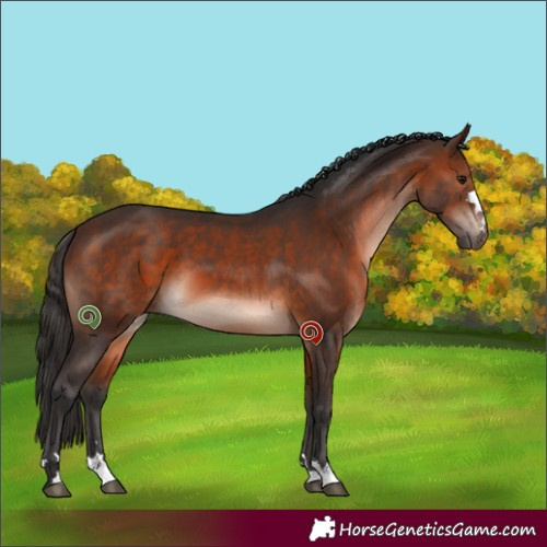 Horse Color:Brown 