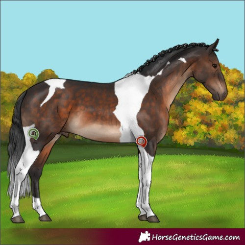 Horse Color:Brown Tobiano 