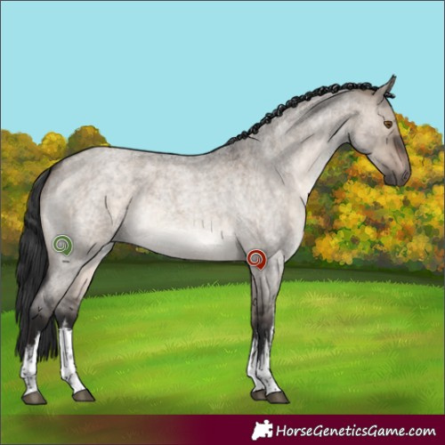 Horse Color:White Spotted Brown Roan Dun 