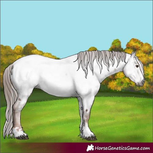 Horse Color:Gray Chestnut Near Fewspot