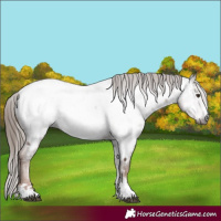 Horse Color:Gray Chestnut Near Fewspot
