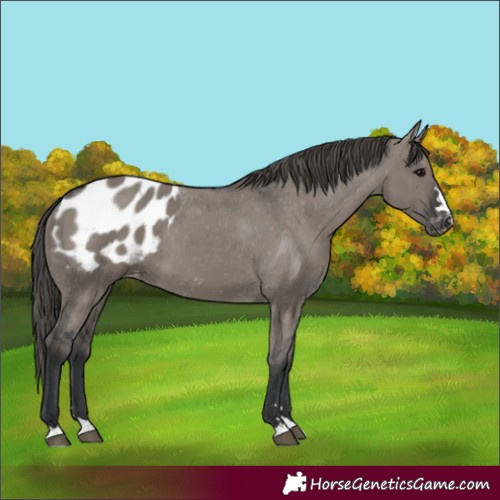 Horse Color:Grullo Appaloosa 