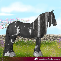 Horse Color:White Spotted Black Appaloosa 