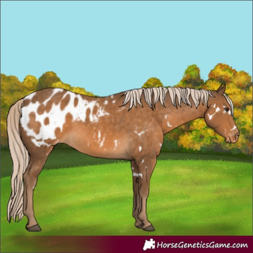 Horse Color:White Spotted Chocolate Palomino Appaloosa 