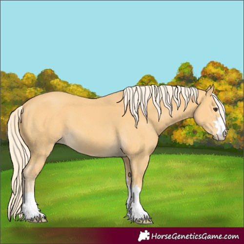 Horse Color:Palomino 