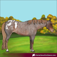 Horse Color:Liver Red Roan Appaloosa 