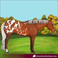 Horse Color:Silver Bay Appaloosa 