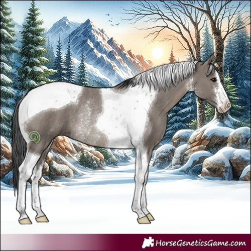 Horse Color:White Spotted Grullo Tobiano Rabicano 