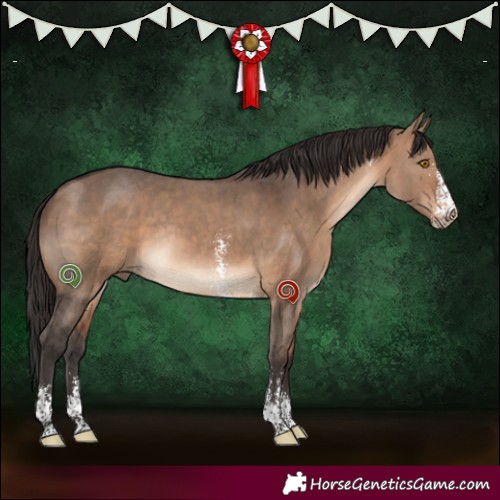 Horse Color:Brown Dun Sabino Rabicano 