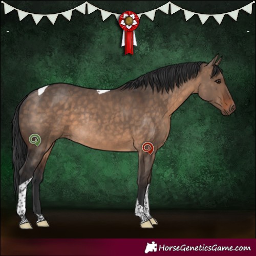Horse Color:Brown Dun Tobiano Rabicano 