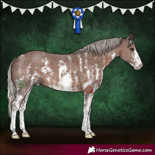 Horse Color:Silver Black Sabino 