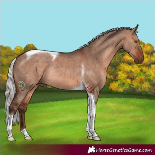 Horse Color:Silver Brown Dun Mushroom Tobiano Rabicano 
