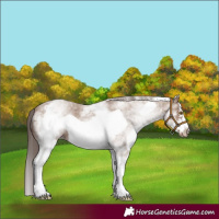 Horse Color:White Spotted Classic Champagne Frame Appaloosa