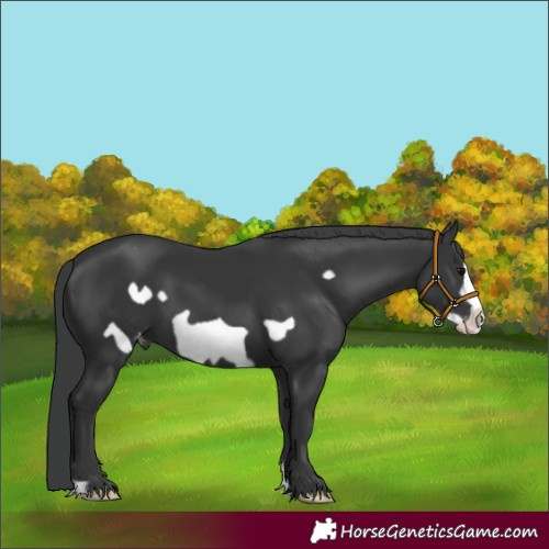 Horse Color:Black Frame Appaloosa 