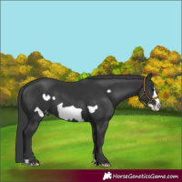 Horse Color:Black Frame Appaloosa