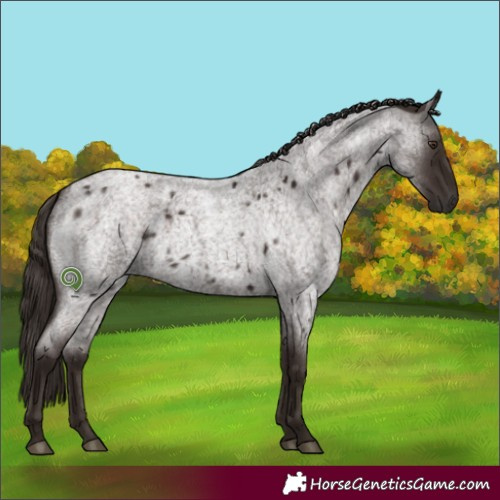 Horse Color:Liver Red Roan 