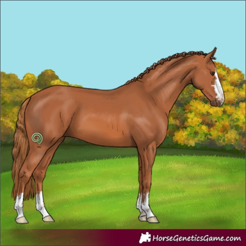 Horse Color:Chestnut 